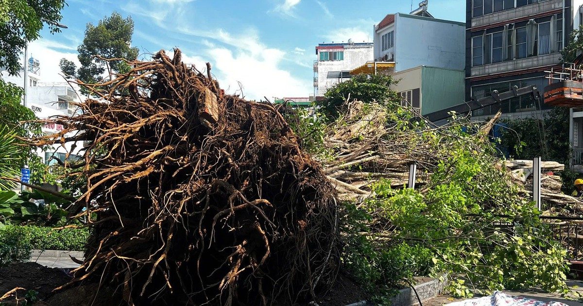 Bodhi tree crashes down at busy Ho Chi Minh City intersection, causing major traffic jam