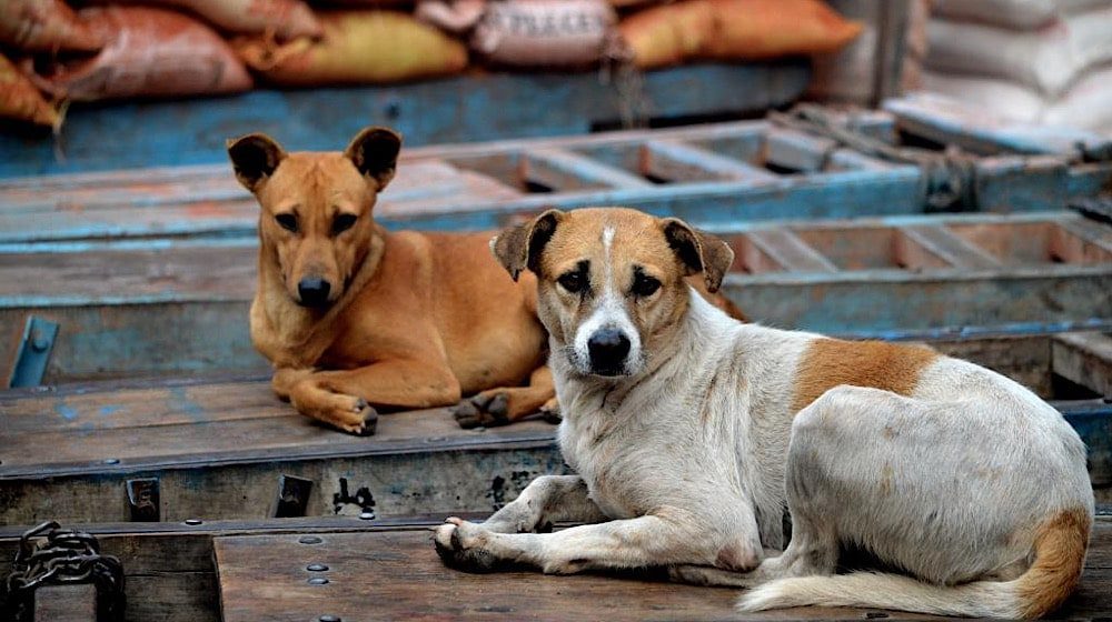 Lahore's Mayo Hospital doctor injured in stray dog attack