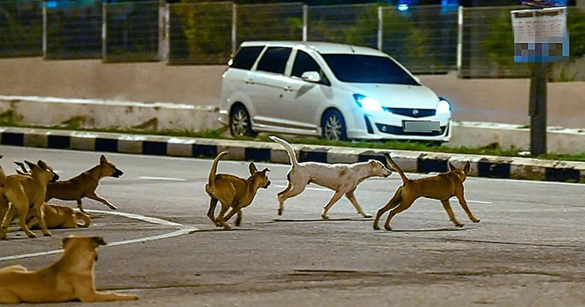 Unvaccinated dogs in Kelantan may be culled after April, says exco