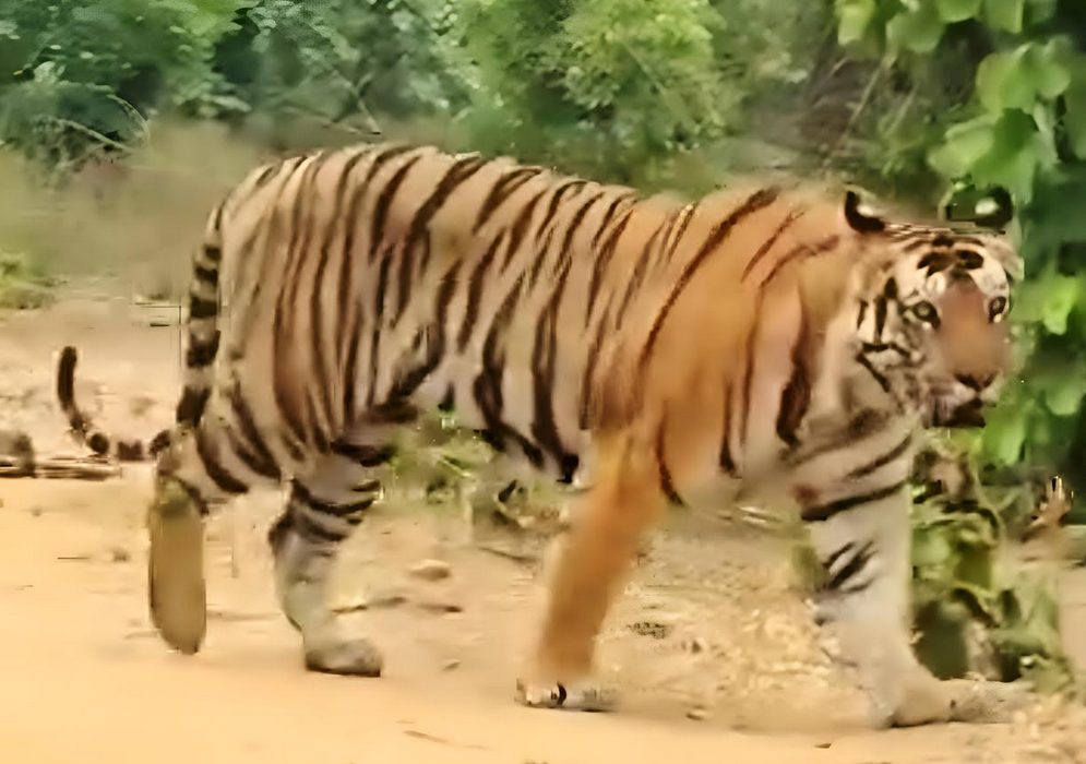 Tiger Strays Into Plain Areas From Forest