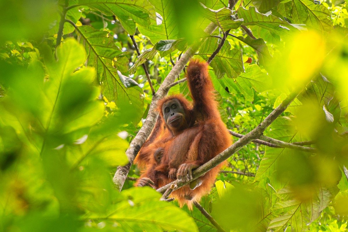 Walking through flames: orangutan rescued in Indonesia fires