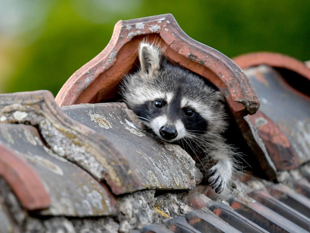 Switzerland resigned to spread of invasive raccoons