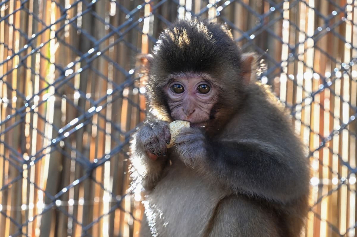 London man who led global monkey torture network jailed after sharing sadistic videos
