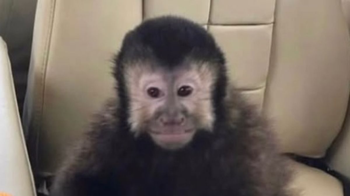 'Drunk' monkey that terrorised locals and injured 5 dies as owner vows revenge