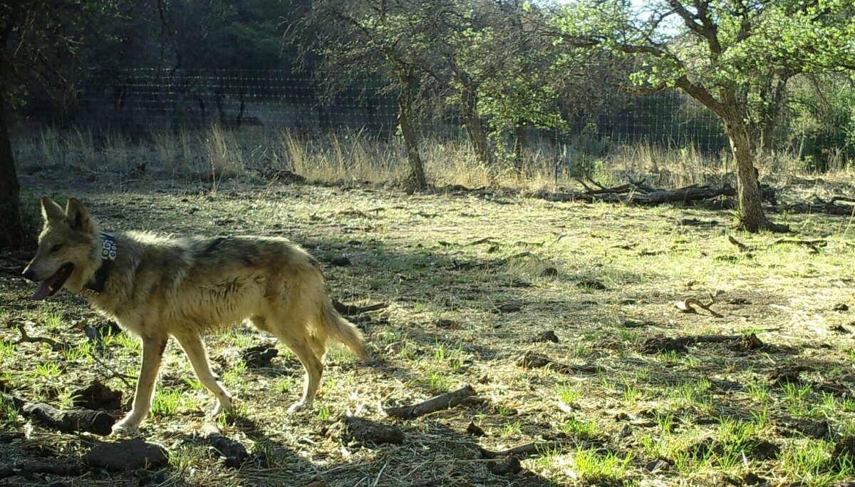 Wolf released in Mexico after trapping comes back across border