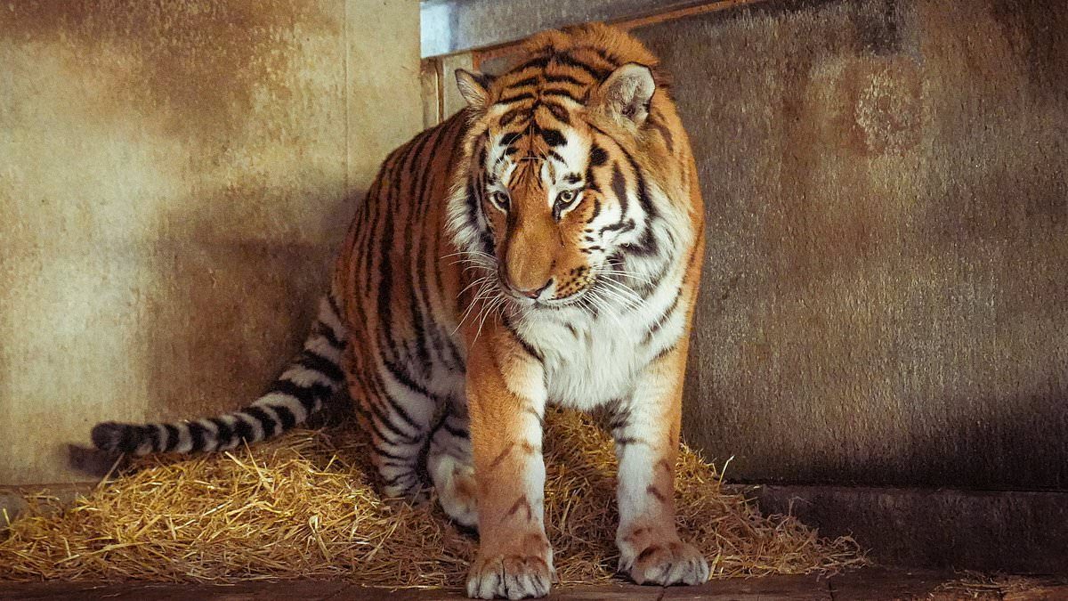 Man killed by tiger at Yorkshire zoo 'used the sign language for bad'