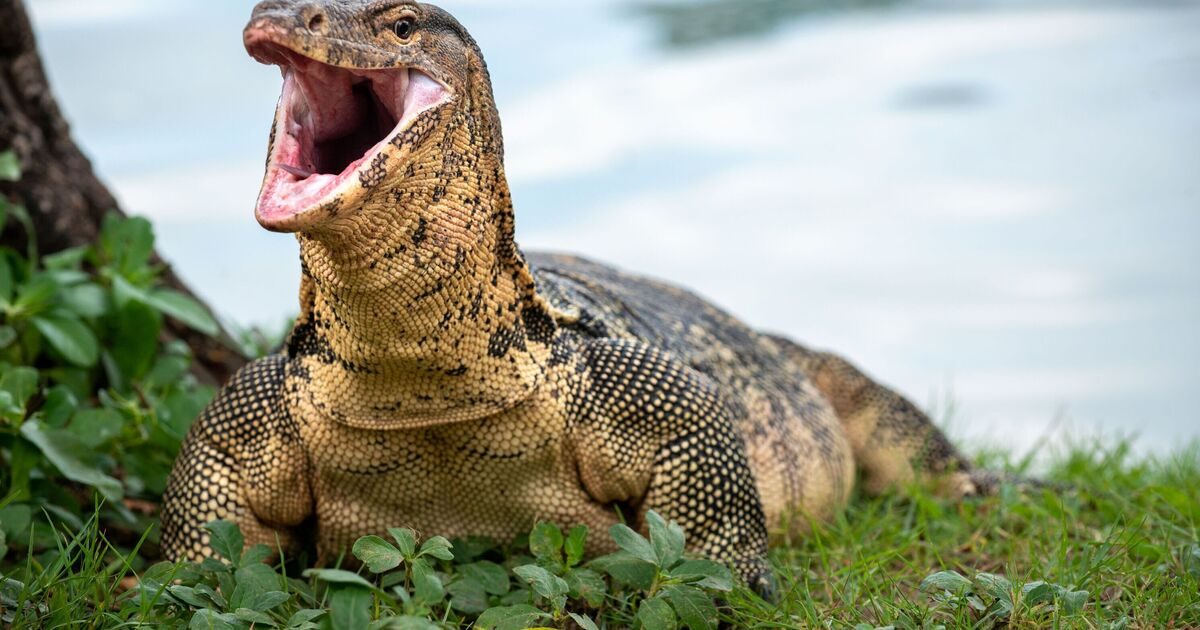 Horror as monitor lizard 'gang raped in forest' - 4 arrests after video found