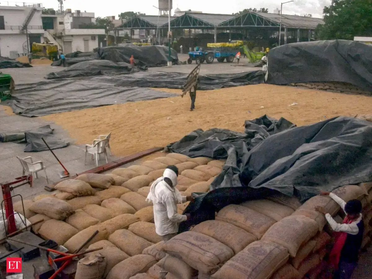 Waterlogging damages paddy stocks in Fazilka, Ambala as farmers blame poor drainage