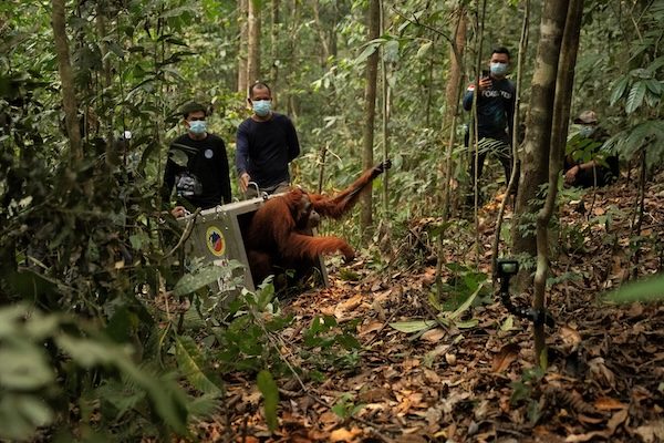 Indonesia Moves 8 Endangered Orangutans to Safety After Borneo Fires