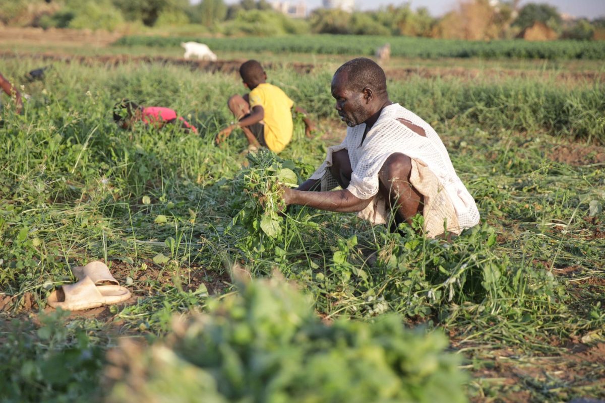 Sudan's famine risk worsened by conflict, draught and funding shortages, report says