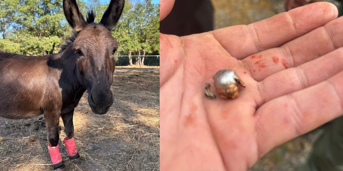 South Carolina hunter charged after pet donkey shot, killed