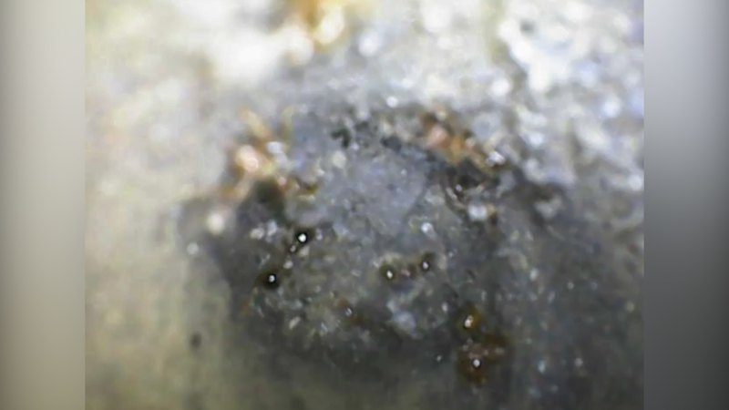 Fire ants have been found in Sydney