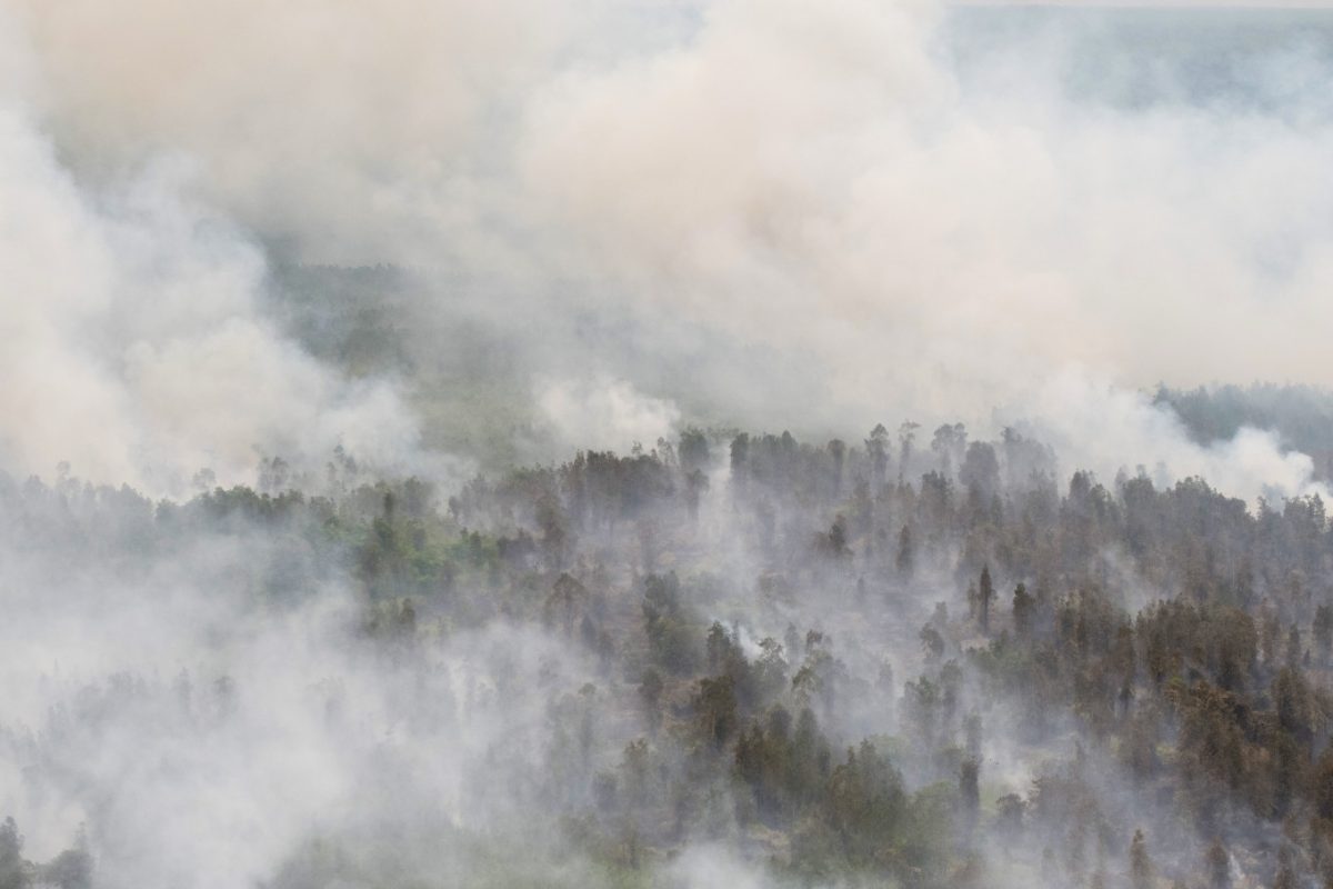 Wildfires in national parks threaten biodiversity as firefighting gaps persist
