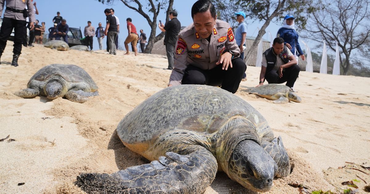 Indonesia returns 20 green sea turtles to the ocean after Bali smuggling raid