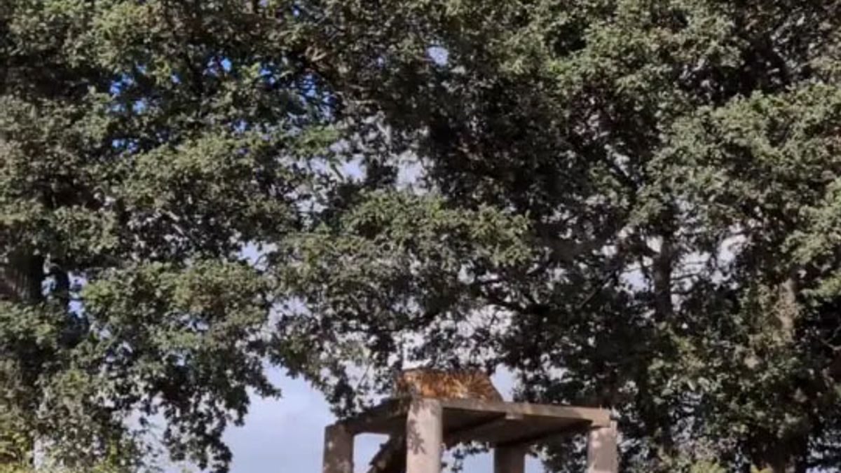 Shocking moment man killed by tiger films himself walking up to big cat