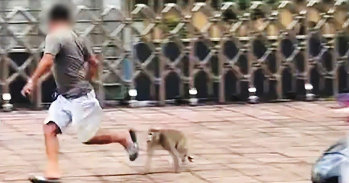 Long-tailed macaque chases, bites pedestrians on Ho Chi Minh City street