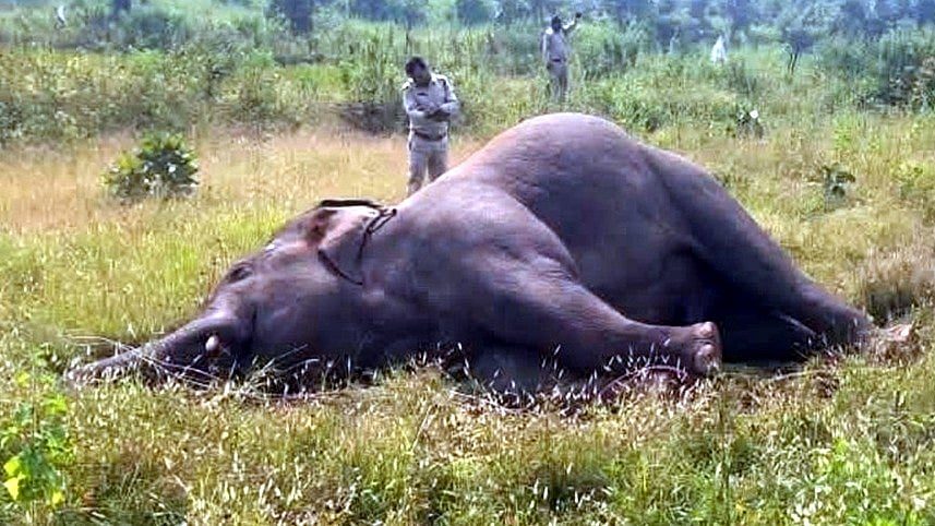 Male Elephant Dies Under Suspicious Circumstances, Electric Shock Suspected In MP's Shahdol