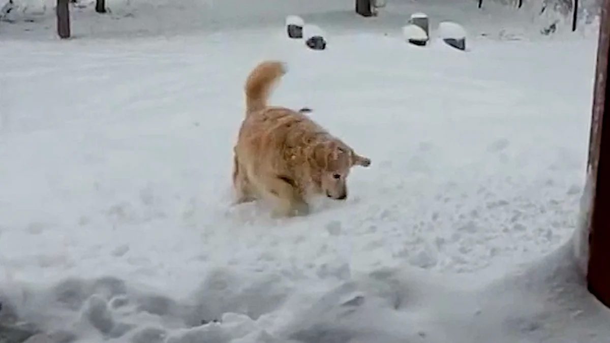 Montana Snowfall Totals reach 20 inches as warnings stay through Monday