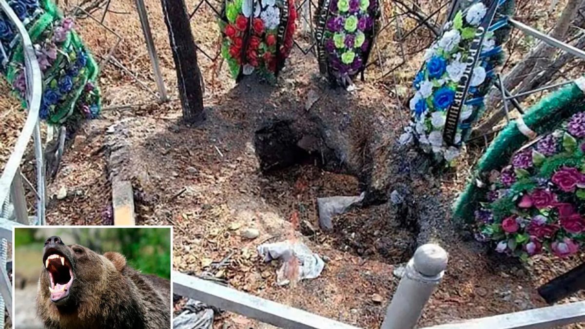 Bear 'steals woman's corpse from grave' as dozen skulls spark fears of rampage