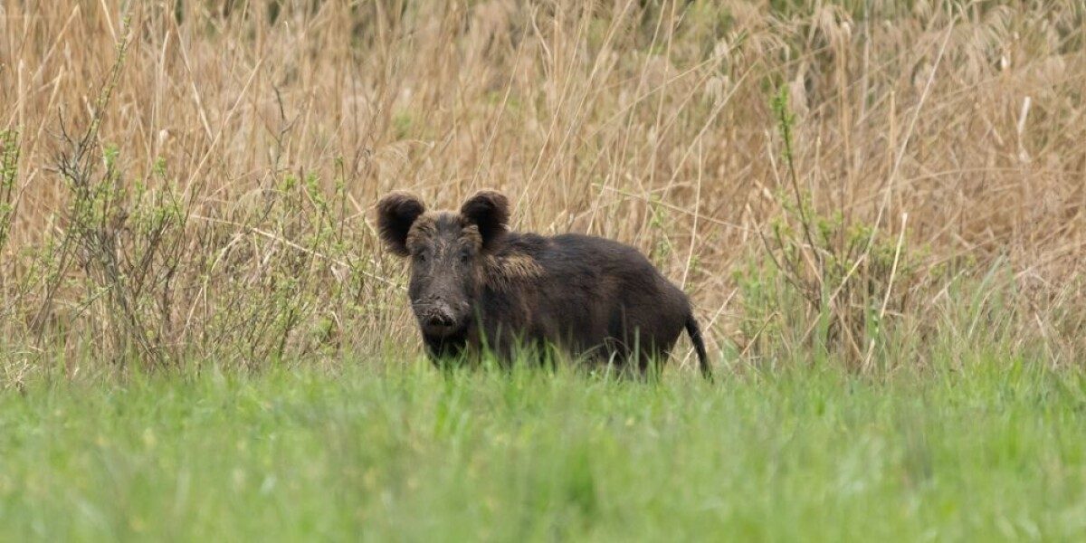 French village allows night-time shooting of wild boar