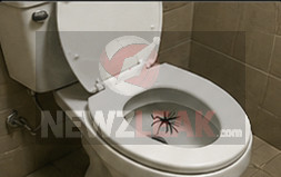 Giant Spider Refuses to Flush