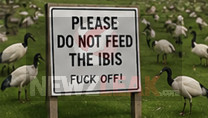 LOCALS TELL IBIS TO GET FUCKED